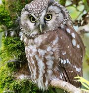 Nationalpark Bayerischer Wald