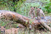 Wandern Nationalpark Bayerischer Wald