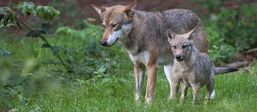 Nationalpark Bayerischer Wald